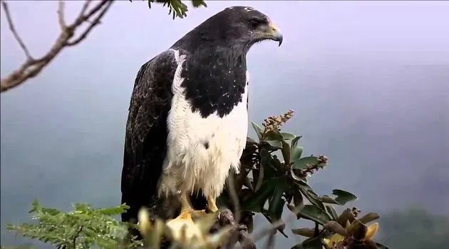 Águia-chilena